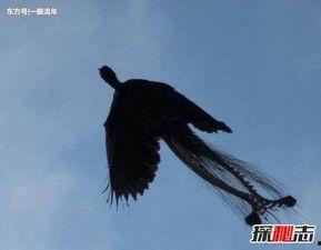 真实拍到凤凰的照片,镜头下的传奇神鸟瞬间